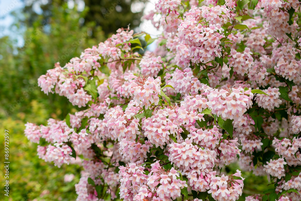 Beauty bush or Kolkwitzia Amabilis plant in Saint Gallen in Switzerland Beauty bush or Kolkwitzia Amabilis plant in Saint Gallen in Switzerland
