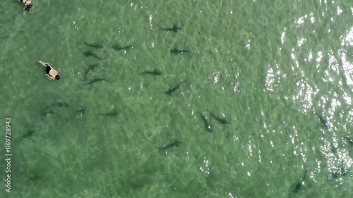 People swimming with sharks in the Pacific Ocean off La Jolla California with clear water and sandy beaches photo