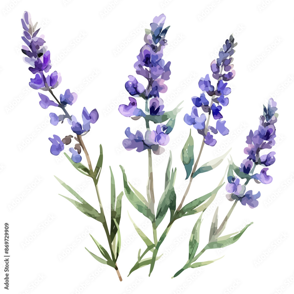 Watercolor clipart of a lavender flower, isolated on a white background, lavender vector, Illustration painting, Graphic logo, drawing design art Watercolor clipart of a lavender flower, isolated on a white background, lavender vector, Illustration painting, Graphic logo, drawing design art