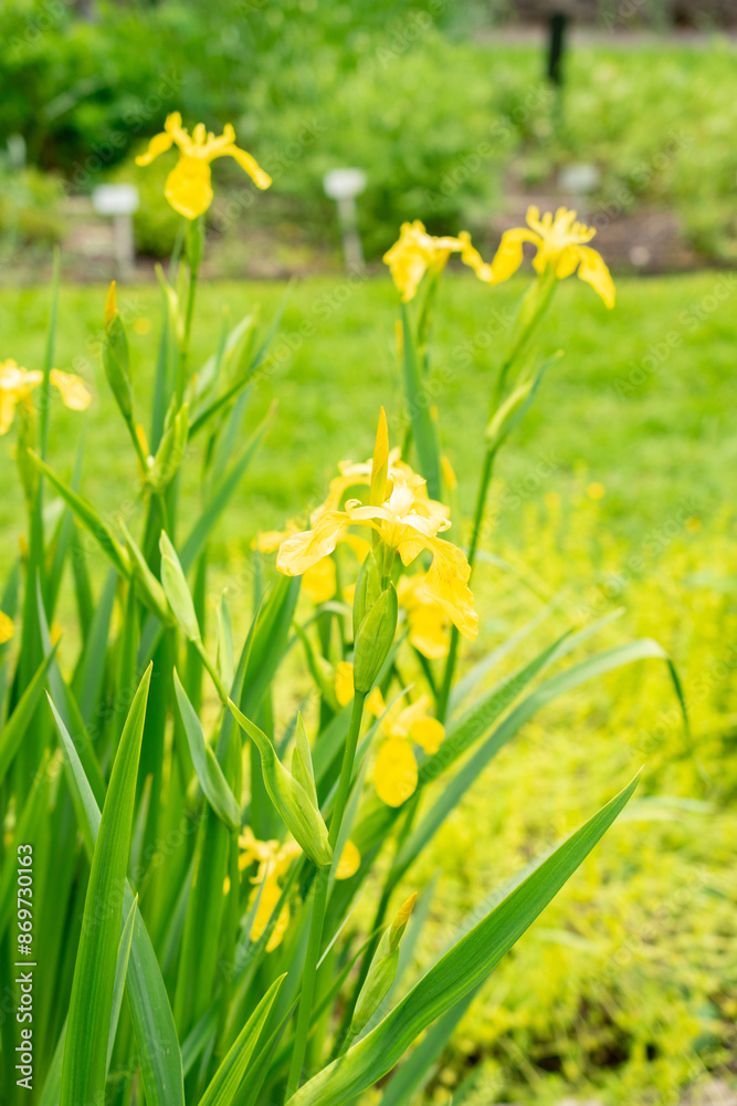Yellow flag or Iris Pseudacorus plant in Saint Gallen in Switzerland Yellow flag or Iris Pseudacorus plant in Saint Gallen in Switzerland