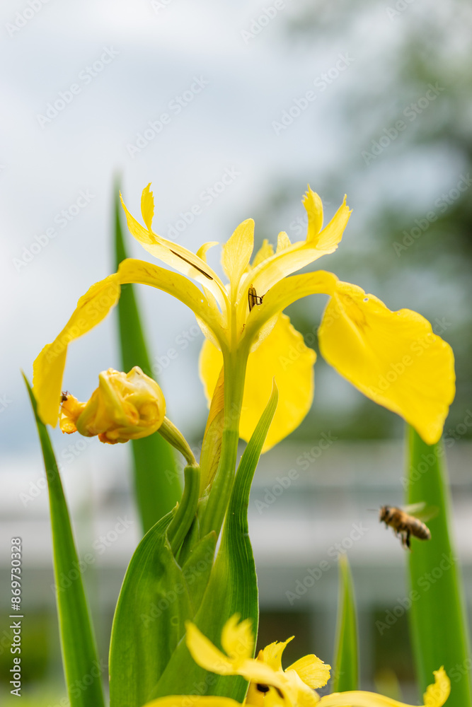 Yellow flag or Iris Pseudacorus plant in Saint Gallen in Switzerland Yellow flag or Iris Pseudacorus plant in Saint Gallen in Switzerland