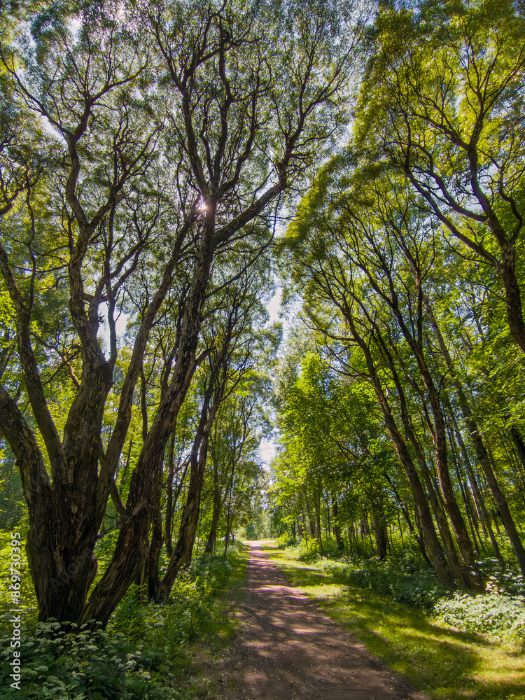 Enjoy a leisurely walk in a sunlit forest path surrounded by green foliage on a clear day Enjoy a leisurely walk in a sunlit forest path surrounded by green foliage on a clear day
