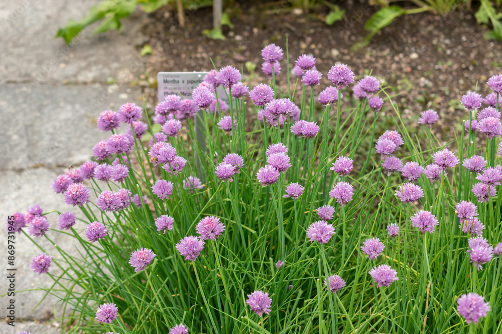 Chives or Allium Schoenoprasum plant in Saint Gallen in Switzerland Chives or Allium Schoenoprasum plant in Saint Gallen in Switzerland