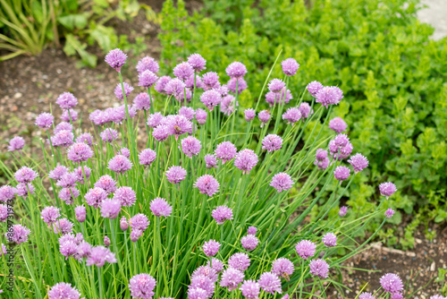 Chives or Allium Schoenoprasum plant in Saint Gallen in Switzerland