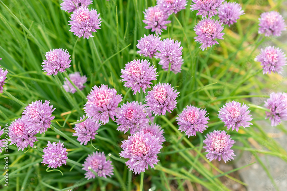 Chives or Allium Schoenoprasum plant in Saint Gallen in Switzerland Chives or Allium Schoenoprasum plant in Saint Gallen in Switzerland