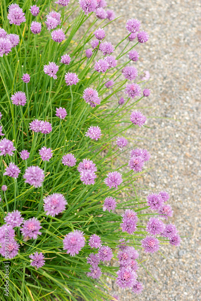 Naklejka premium Chives or Allium Schoenoprasum plant in Saint Gallen in Switzerland