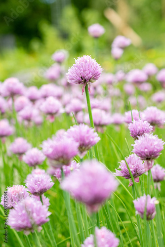 Chives or Allium Schoenoprasum plant in Saint Gallen in Switzerland