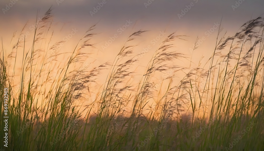 Golden Sunset Over Serene Meadow with Tall Grass Swaying Golden Sunset Over Serene Meadow with Tall Grass Swaying
