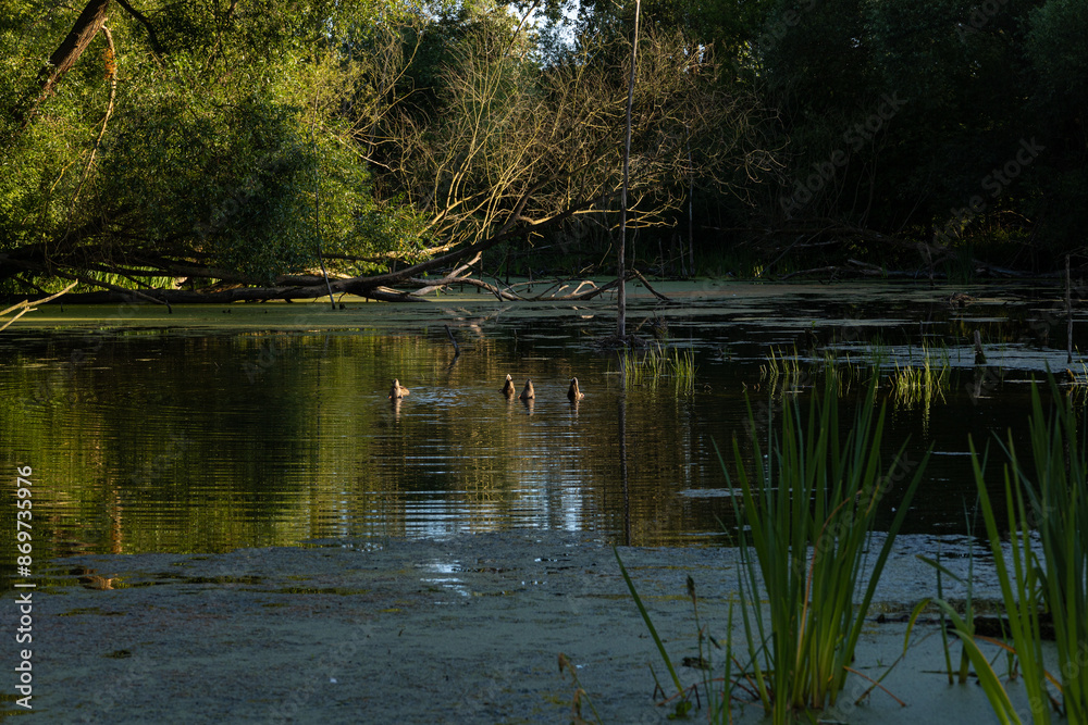 A forest lake surrounded by trees and reeds. Duckweed on the water. Ducks diving into the water. Against the background of the setting sun A forest lake surrounded by trees and reeds. Duckweed on the water. Ducks diving into the water. Against the background of the setting sun