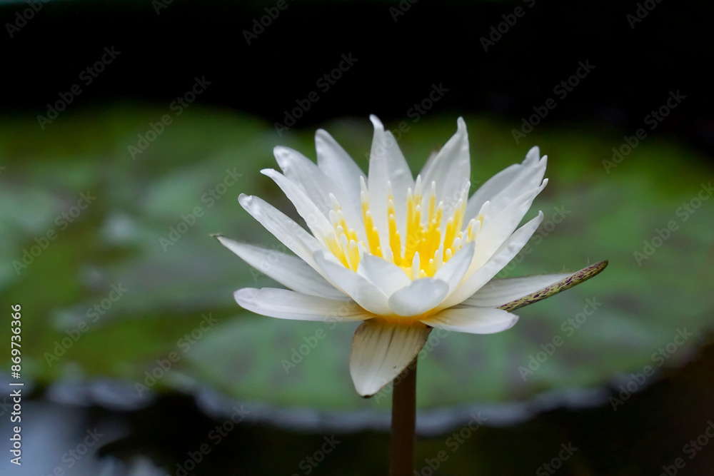 White lotus flower In the lotus basin planted to decorate the place, flower garden, house.soft and selective focus. White lotus flower In the lotus basin planted to decorate the place, flower garden, house.soft and selective focus.
