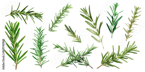 Collection of Rosemary twig and green leaves for garnish food menu isolated on background, flat lay of fresh vegetable herb.