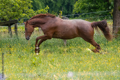 Pferd in Bewegung Serie