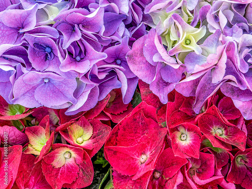 Purple and fuchsia Hortensia flowers top view closeup. Natural, colorful pattern.