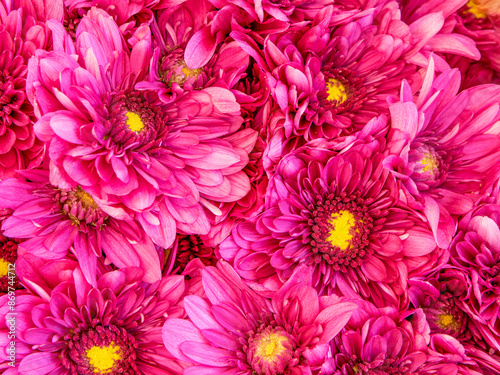 Vibrant purple chrysanthemums flowers bouquet top view closeup. Natural, colorful pattern.