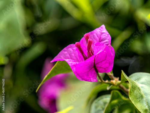 One colorful bougainvillea flower closeup in natural, green foliage background.