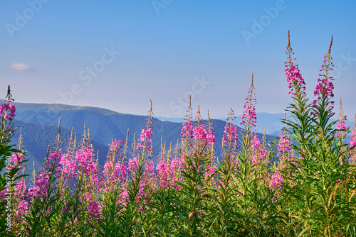 Meadow of vibrant pink wildflowers Chamaenerion angustifolium (fireweed, rosebay willowherb) in a serene and picturesque summer mountain landscape. photo