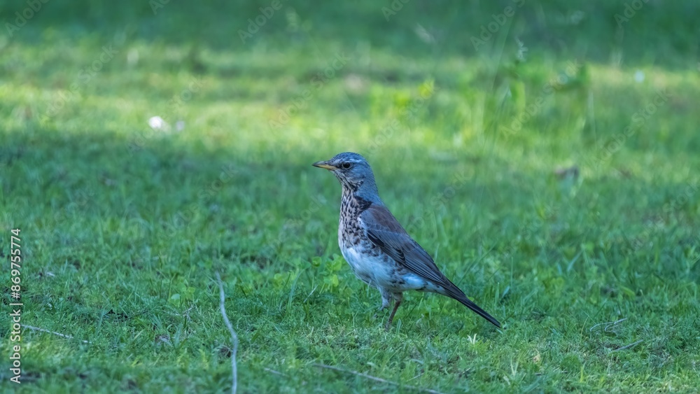 Fototapeta premium Bird Standing on Grass in Sunlit Meadow