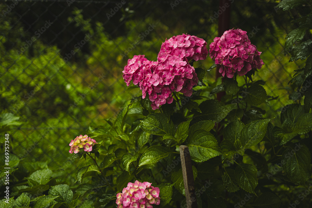 Pink hydrangea, close-up. Flowering bush. Huge hydrangea in the front garden. Flowering purple and pink hydrangea. High quality photo Pink hydrangea, close-up. Flowering bush. Huge hydrangea in the front garden. Flowering purple and pink hydrangea. High quality photo
