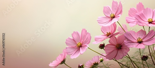 Pink cosmos flower set against a soft background with ample copy space image.