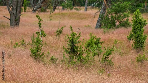 Field of Pink Grass with Sparse Trees. Curonian dunes, Lithuania