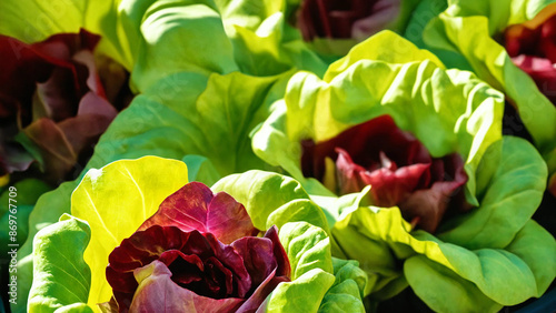 Butterhead lettuce, 16:9 with copyspace, 300 dpi photo