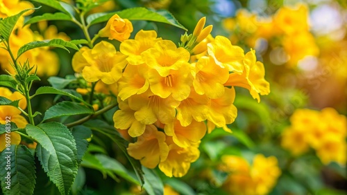 Yellow Elder Trumpetbush Tecoma stans Flowers in Garden , Trumpetflower , Trumpet Creeper , Mexican Trumpet Flower , Yellow Bells photo