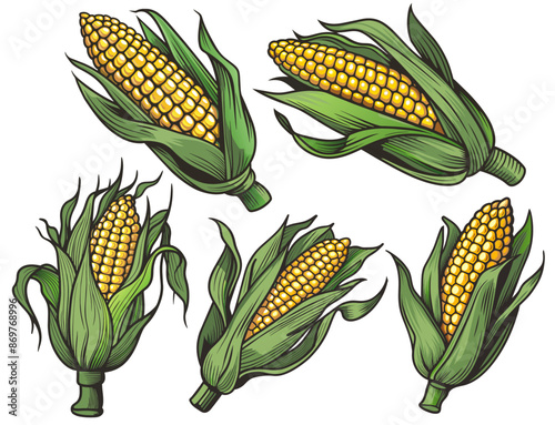Vibrant collection of corn cob illustrations depicting fresh corncobs with detailed kernels and husks, perfect for agricultural, food, and farm-related graphic design projects