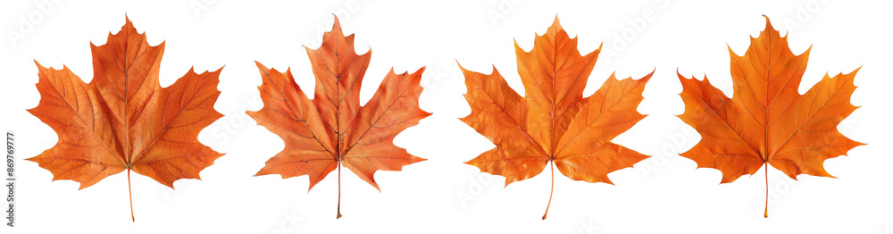 Obraz premium Maple leaf design elements cutout set isolated on transparent background, leaves orange seasonal yellow