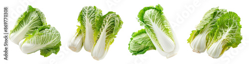 Fresh napa cabbages isolated on transparent background, stir-fry vegetable ferment preserve