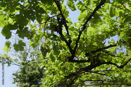 bunches of grapes 