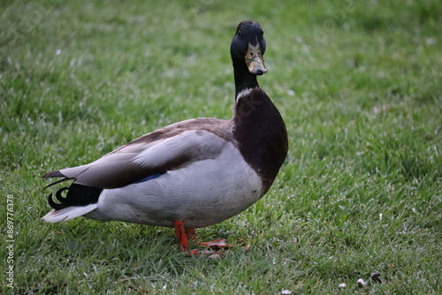 Canvas Print Duck in park in Dublin