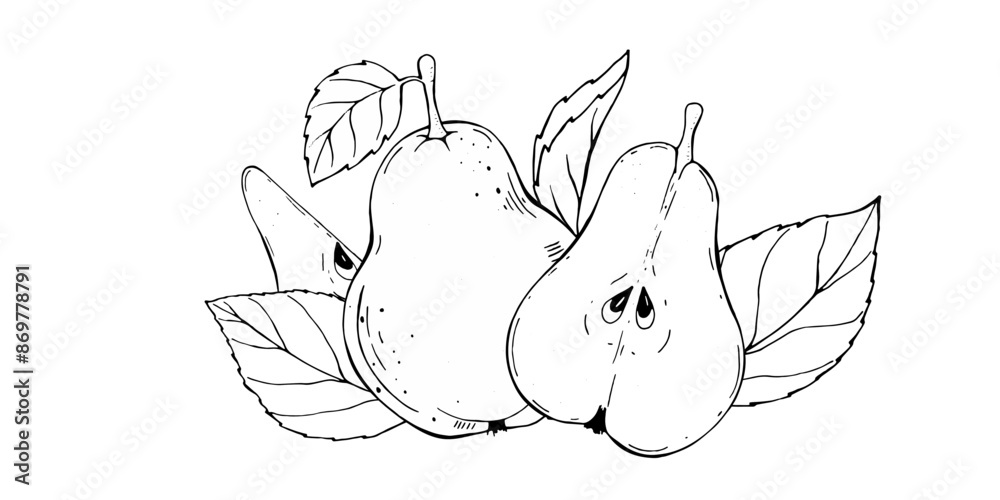 Fototapeta premium Black and white graphics. A hand-drawn pear. Botanical graphics. 