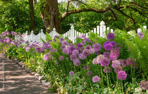 Purple flowers in spring garden fence