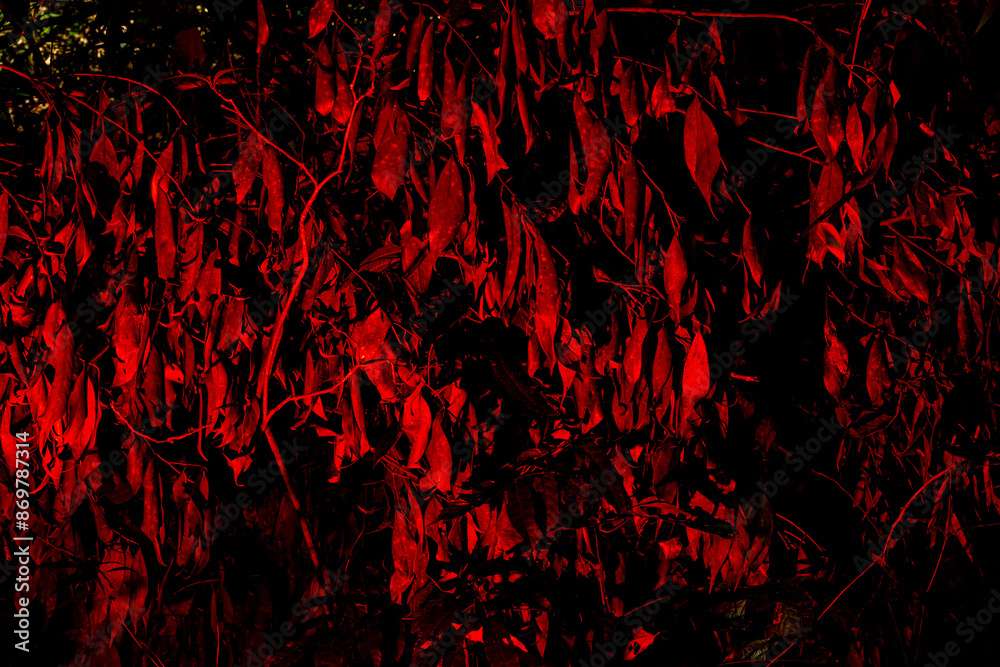 Fototapeta premium Folhas secas de plantas nativas da Mata Atlântica Brasileira iluminadas por uma luz vermelha. 