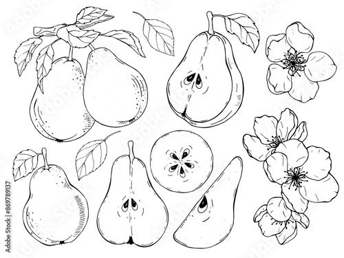 A set of isolated pear fruits, leaves and flowers. The drawing is made by hand, with a black outline

