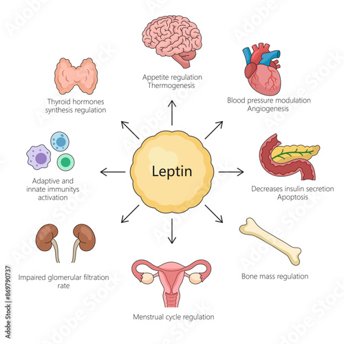 functions of leptin hormone, including appetite regulation, immune activation, blood pressure modulation, and more diagram hand drawn vector illustration. Medical science educational illustration
