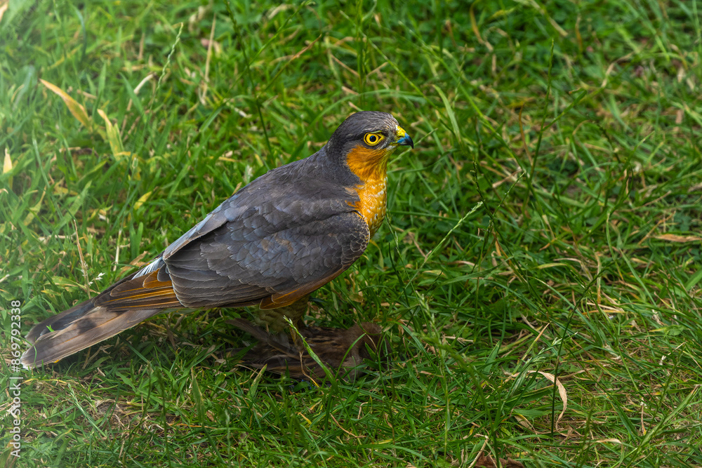 Sparrowhawk with a prey on grass in high resolution photo. Sparrowhawk with a prey on grass in high resolution photo.