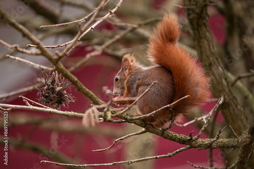 squirrel on a tree