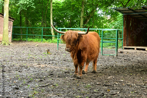 Scottish cow in the zoo
