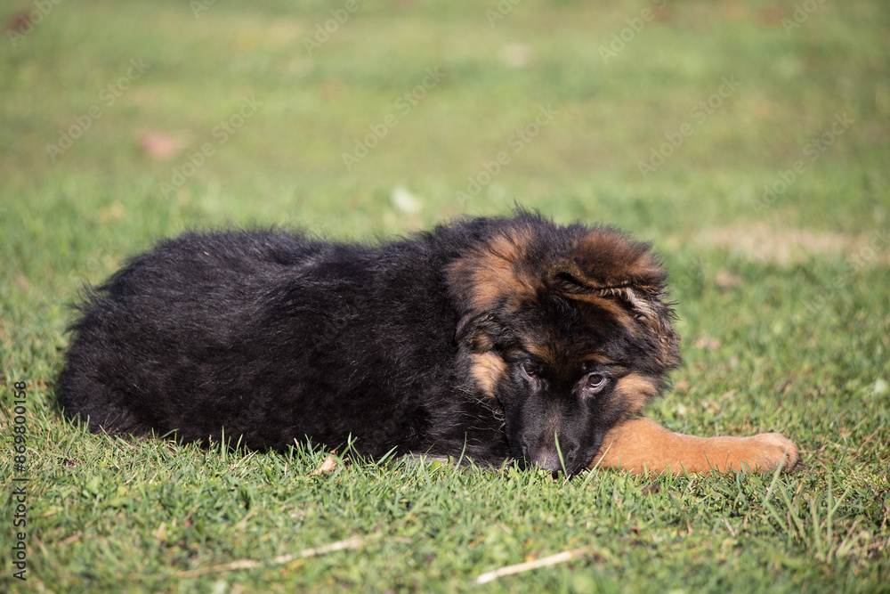 Fototapeta premium German Shepherd puppy lies on the green grass.