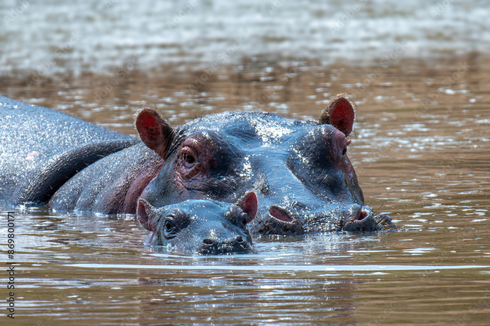 Fototapeta premium Hippo with baby (Hippopotamus amphibius) in the river. National park of Kenya, Africa