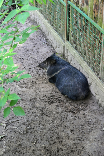 Tayassu pecari in the zoo
