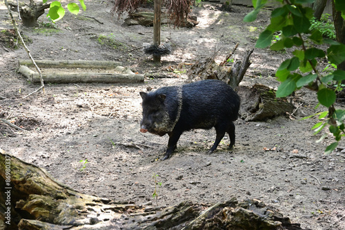 Tayassu pecari in the zoo
