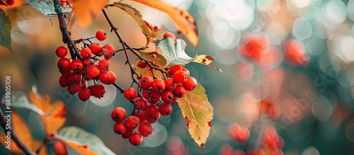 Close-up of red rowan berries and leaves on a branch in autumn, with sour yet vitamin C-rich berries, against a blurred background with selective focus and ample copy space image.