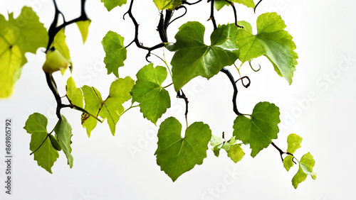 Vine is growing on a white background, 16:9 with copyspace, 300 dpi photo