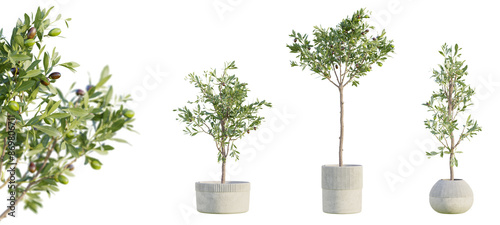 Set of olive trees in terracotta pots isolated on transparent background with selective focus close up. 3D render.