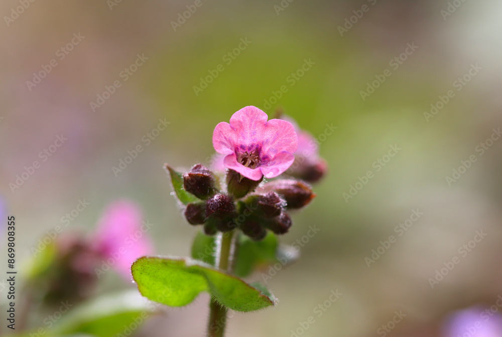 close up of pulmonaria flower, bright flower with pink petals, close up lungwort blossoms close up of pulmonaria flower, bright flower with pink petals, close up lungwort blossoms