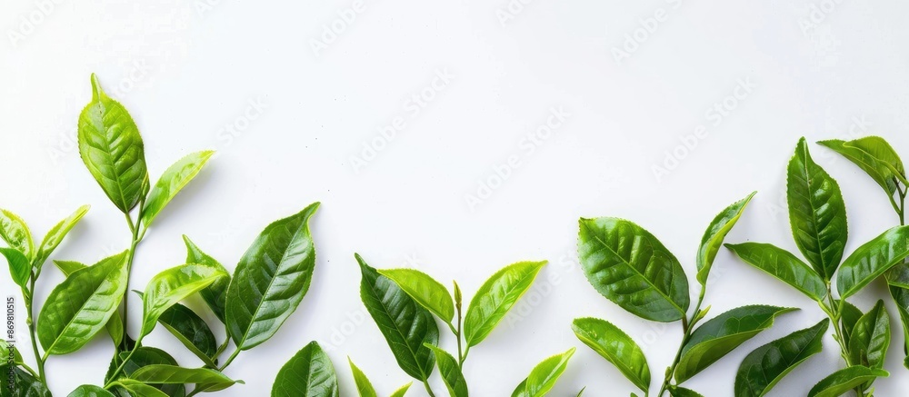 Copy space image featuring a frame of vibrant, fresh green tea leaves isolated on a white background, symbolizing home-grown organic produce from a tea plantation. Copy space image featuring a frame of vibrant, fresh green tea leaves isolated on a white background, symbolizing home-grown organic produce from a tea plantation.