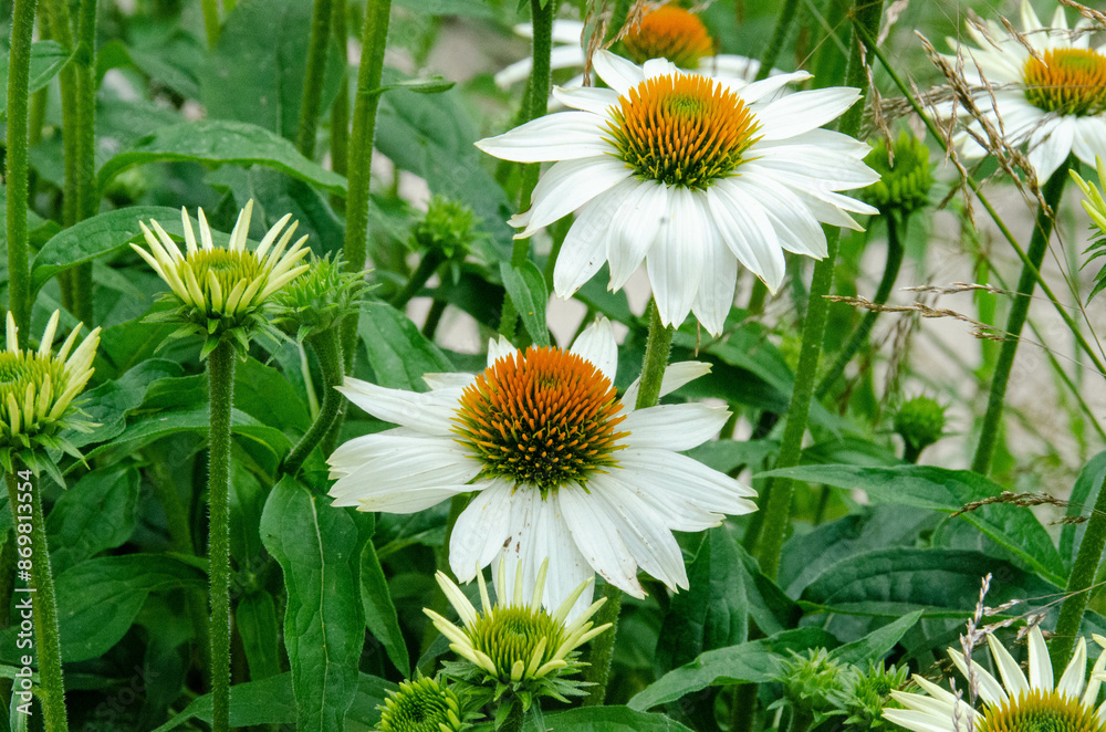Fototapeta premium Honey bee covered in pollen in the middle of a yellow and white daisy