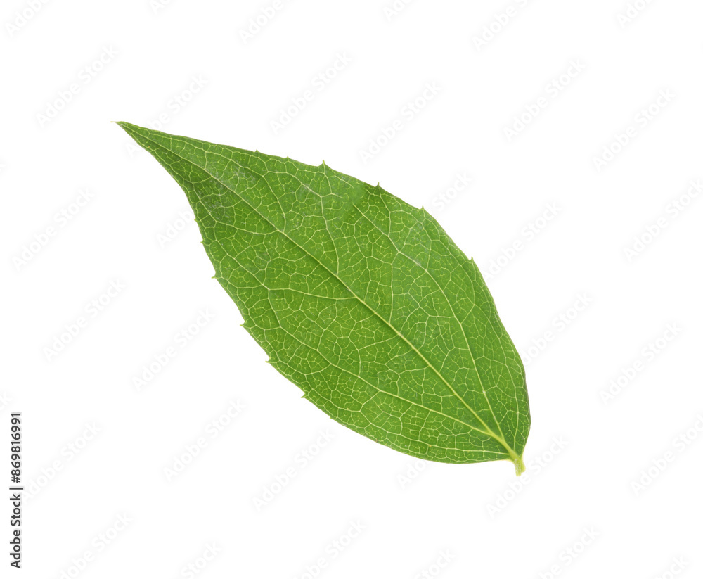 Fresh green jasmine leaf isolated on white Fresh green jasmine leaf isolated on white